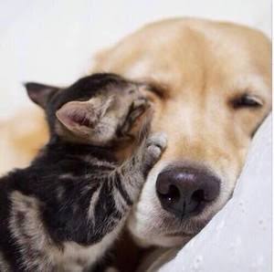 甘えている動物の写真をください