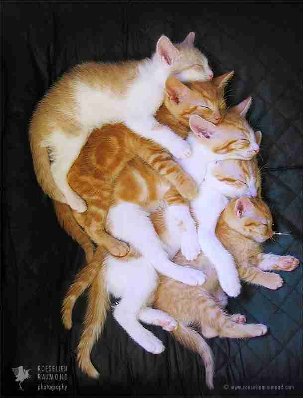 甘えている動物の写真をください