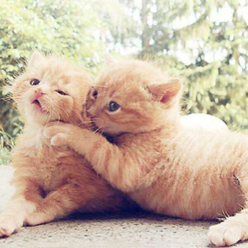甘えている動物の写真をください