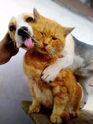 甘えている動物の写真をください