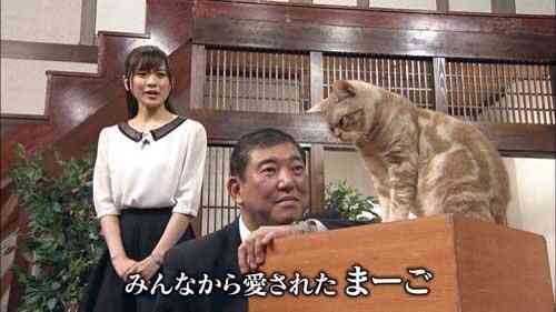 甘えている動物の写真をください