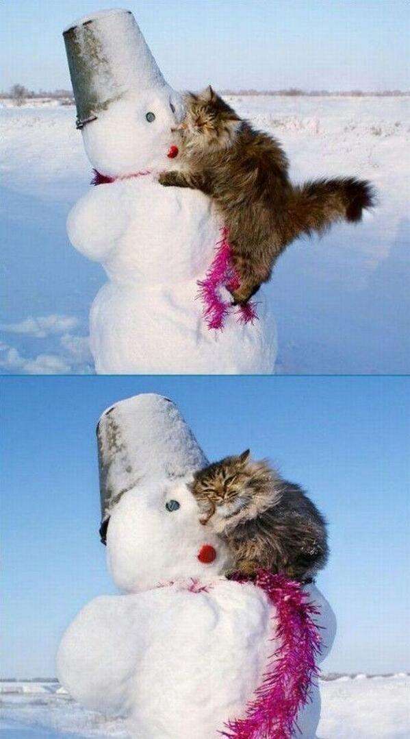 甘えている動物の写真をください