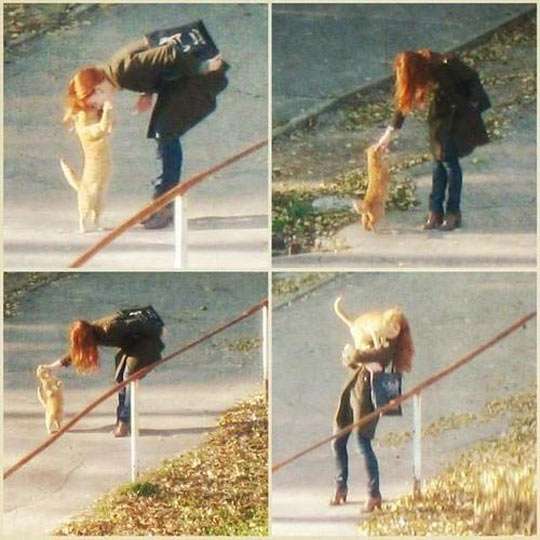 甘えている動物の写真をください