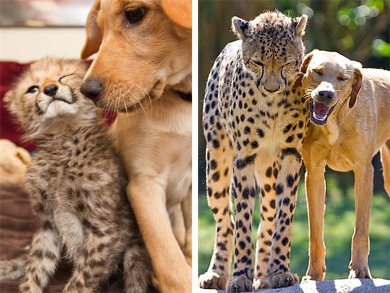 甘えている動物の写真をください