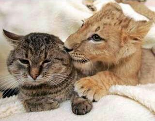 甘えている動物の写真をください