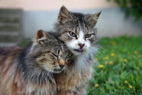 甘えている動物の写真をください