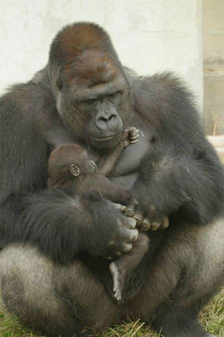 甘えている動物の写真をください