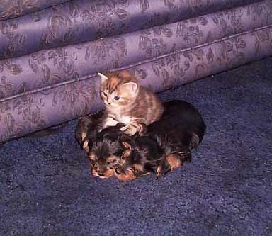 甘えている動物の写真をください