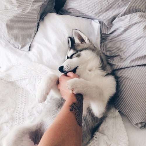 甘えている動物の写真をください