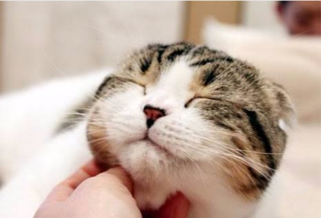 甘えている動物の写真をください