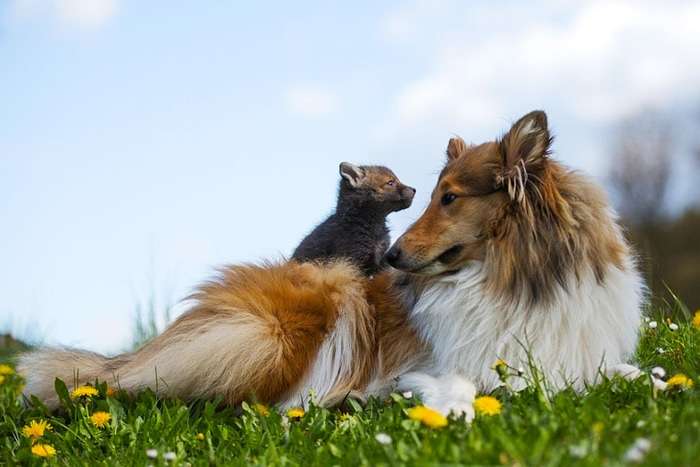 甘えている動物の写真をください