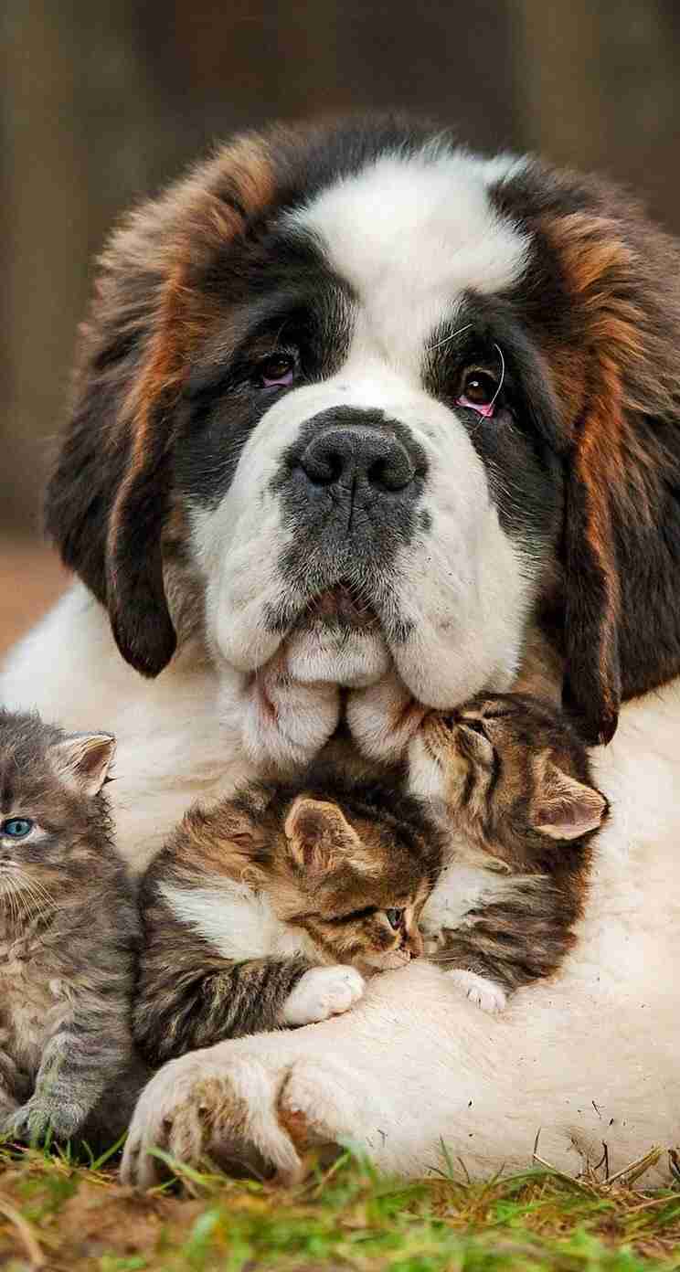 甘えている動物の写真をください