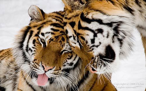甘えている動物の写真をください
