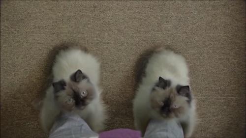甘えている動物の写真をください