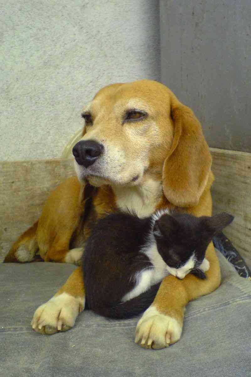 甘えている動物の写真をください