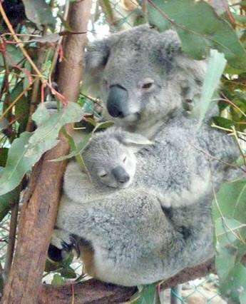 甘えている動物の写真をください