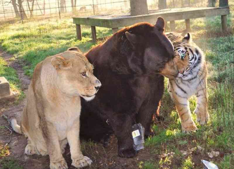甘えている動物の写真をください