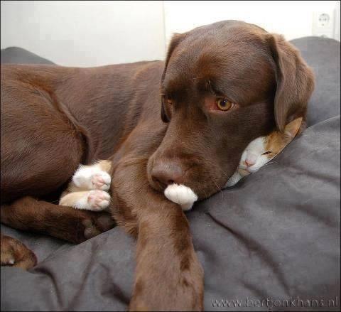 甘えている動物の写真をください