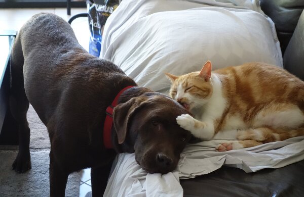 甘えている動物の写真をください