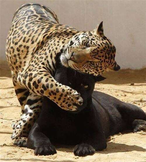 甘えている動物の写真をください