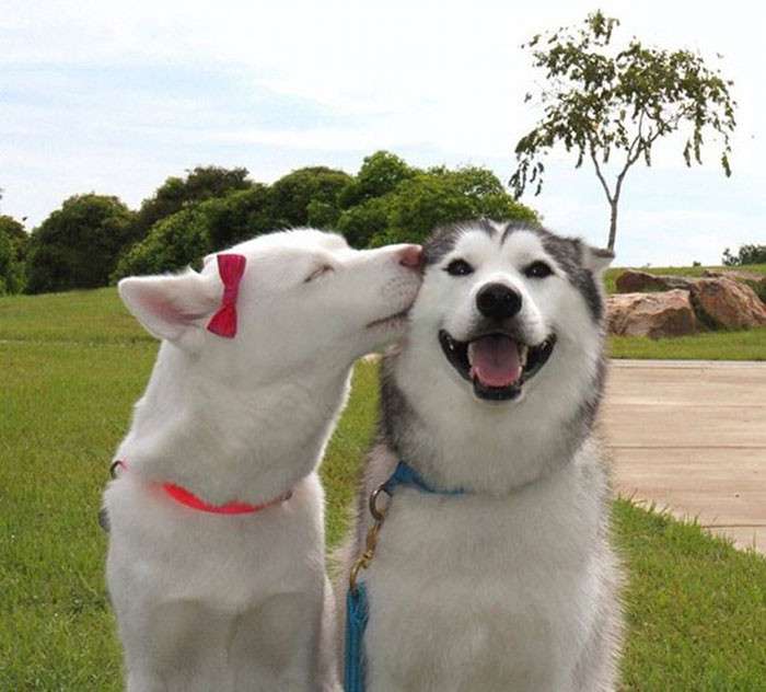 甘えている動物の写真をください