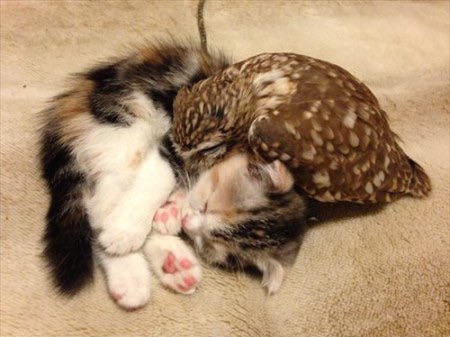 甘えている動物の写真をください