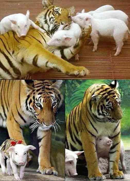 甘えている動物の写真をください
