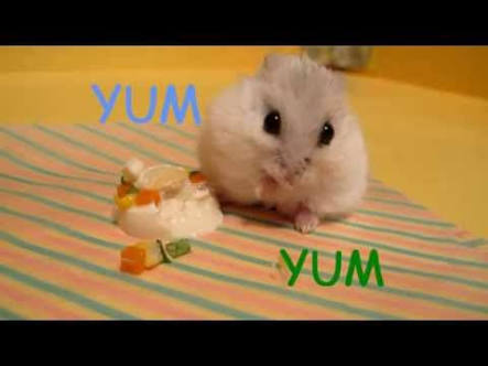 ペットがガルちゃんに立てそうなトピ
