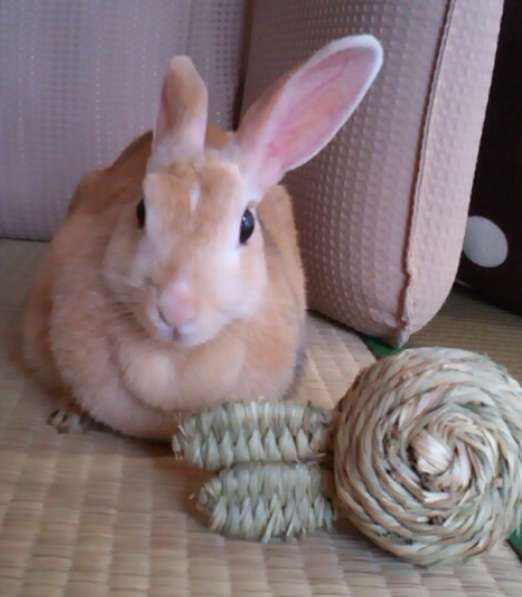 ペットがガルちゃんに立てそうなトピ