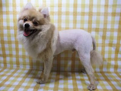 ペットがガルちゃんに立てそうなトピ