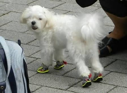 ペットがガルちゃんに立てそうなトピ