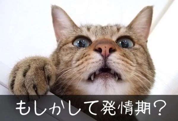 ペットがガルちゃんに立てそうなトピ