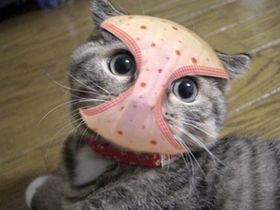 ペットがガルちゃんに立てそうなトピ