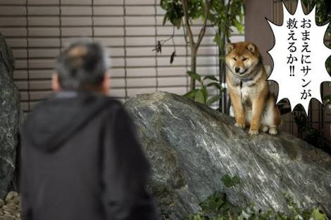 ペットがガルちゃんに立てそうなトピ
