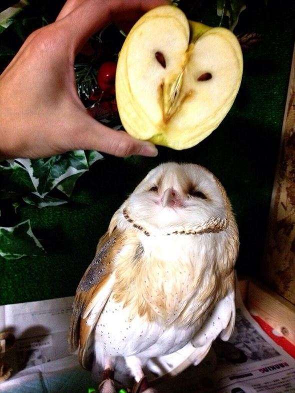 似てると思うモノ