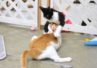 彼に依存してしまう人
