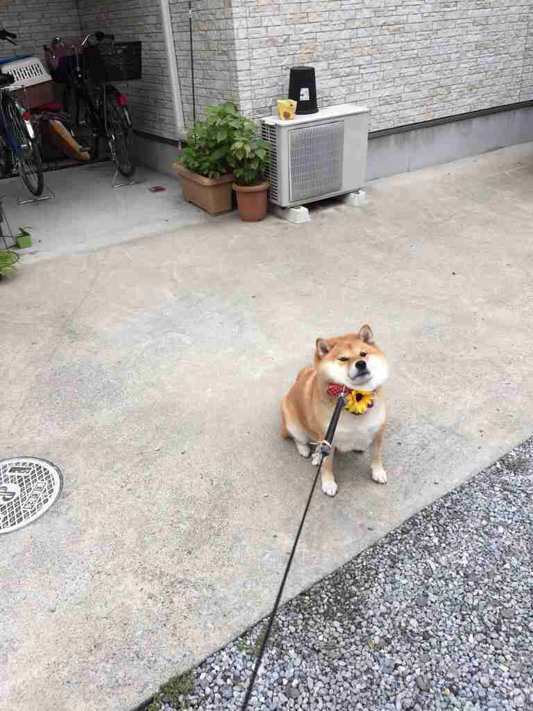 ロック画面画像を貼るトピ！