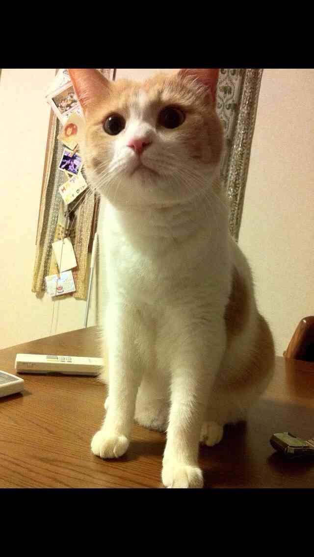 ロック画面画像を貼るトピ！