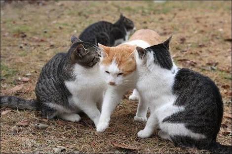 サンドイッチ画像！！