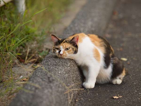不機嫌な顔が集まるトピ