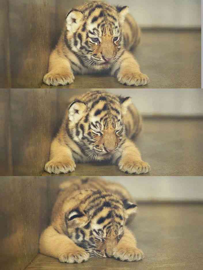 動物の癒し系画像トピ