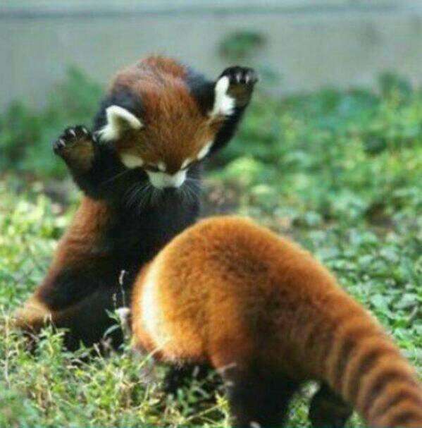 動物の癒し系画像トピ
