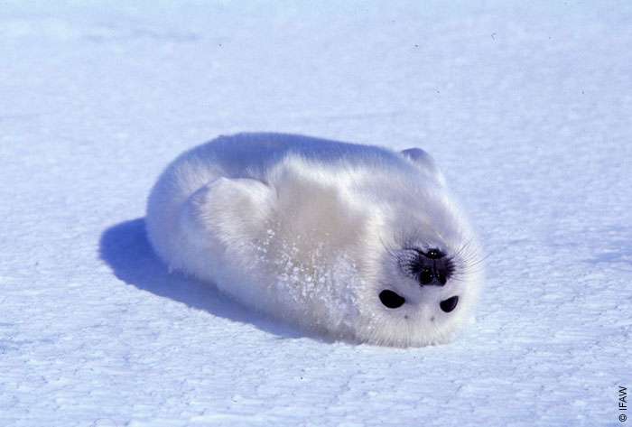 動物の癒し系画像トピ
