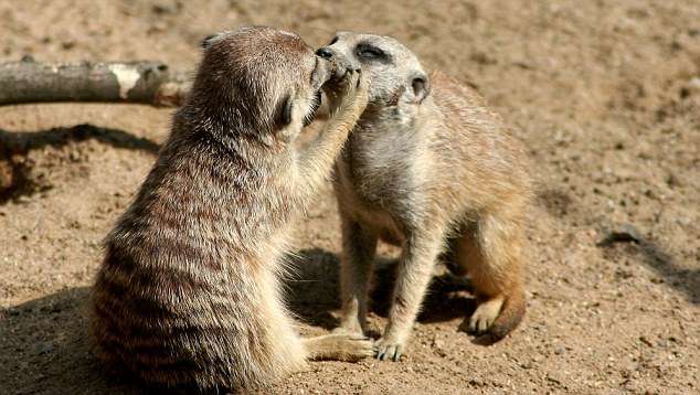 動物の癒し系画像トピ