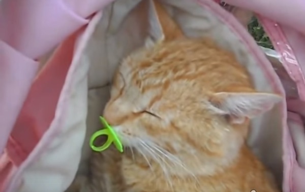 動物の癒し系画像トピ