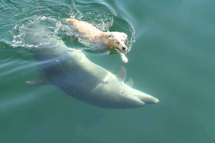 動物の癒し系画像トピ