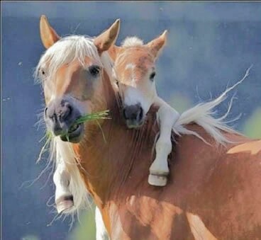 動物の癒し系画像トピ