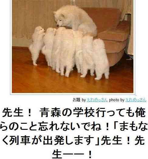 動物の癒し系画像トピ