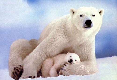 動物の癒し系画像トピ