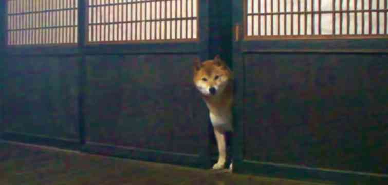 動物の癒し系画像トピ